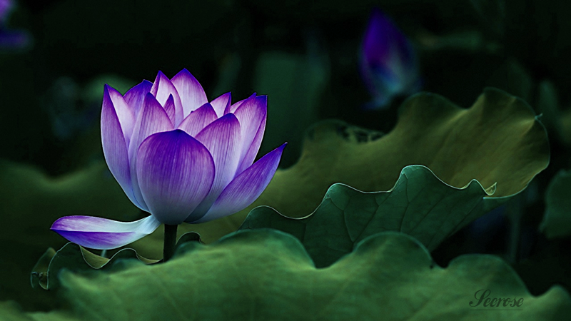 01_Mai18waterlily2.png