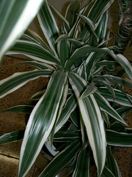 “Dracena”