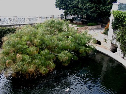 “Cyperus”