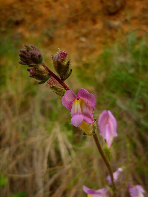 Gura Leului antirrhinum barrelieri