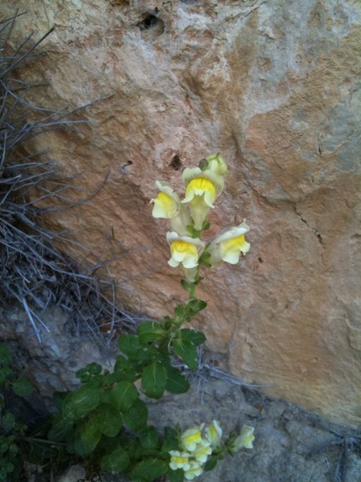 Gura Leului antirrhinum latifolium