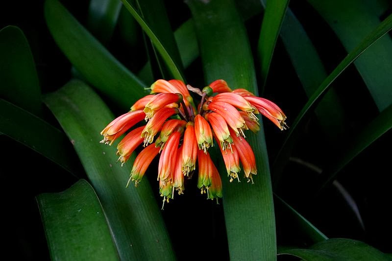 “Clivia”