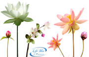 fragrance_of_flowers_png_by_lifeblue-d7t8w27