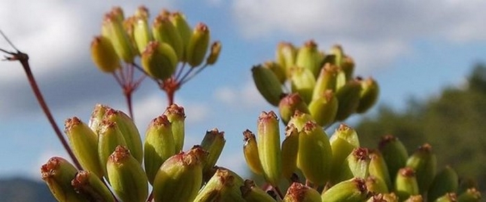 İzmir'de Yeni Bir Endemik Bitki Türü Keşfedildi - Eferezenesi