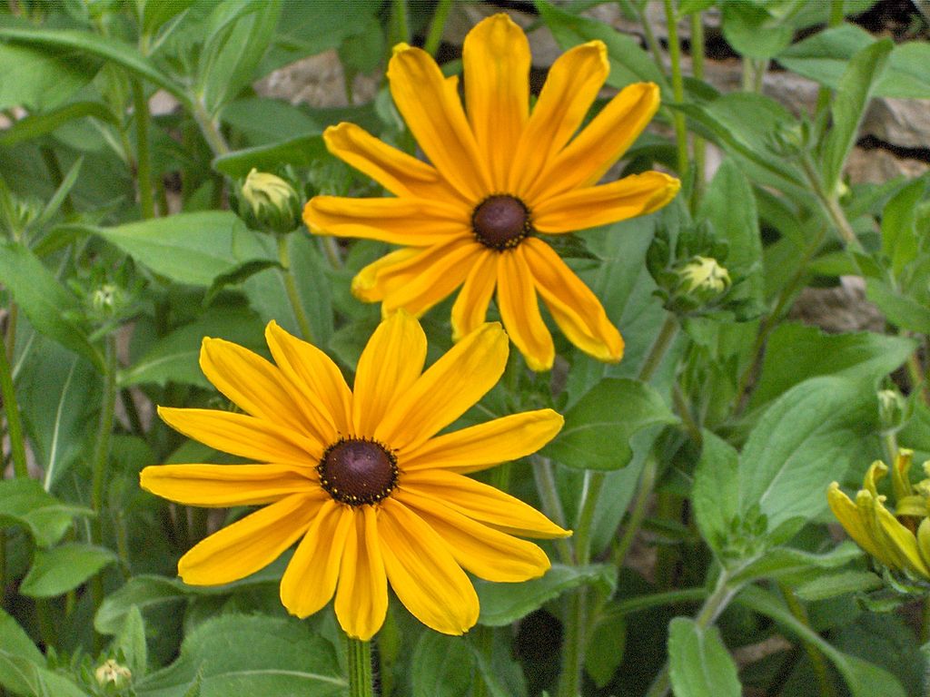 “Rudbeckia”