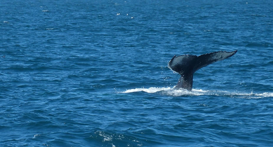 Doen in Reykjavik: walvis spotten in Reykjavik | Mooistestedentrips.nl