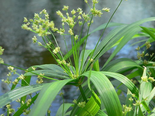 “Cyperus”