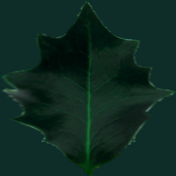 emes_mistletoe_leaf_texture_256