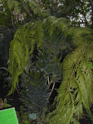 “Dracena”