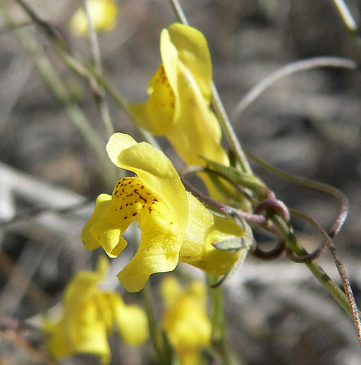 Gura Leului antirrhinum filipes