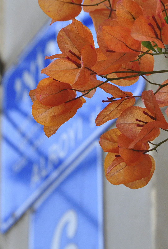 Bougainvillea