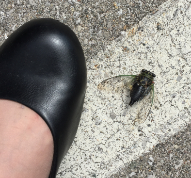 cicada_with_foot.jpg