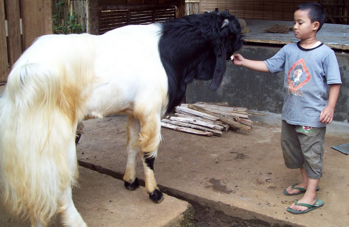 Nutrisi penting dalam susu kambing etawa Nutrisi penting dalam susu kambing etawa