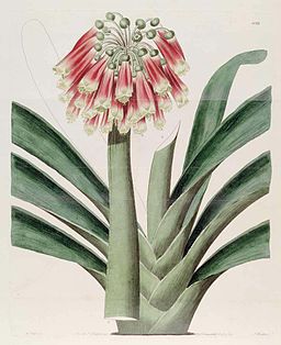 “Clivia”