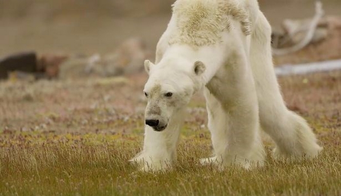 Kutup Ayıları Açlıktan Ölüyor - Küresel Isınmanın Acı Yüzü