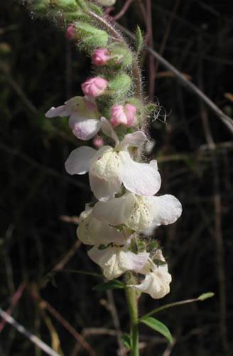 Gura Leului coulterianum