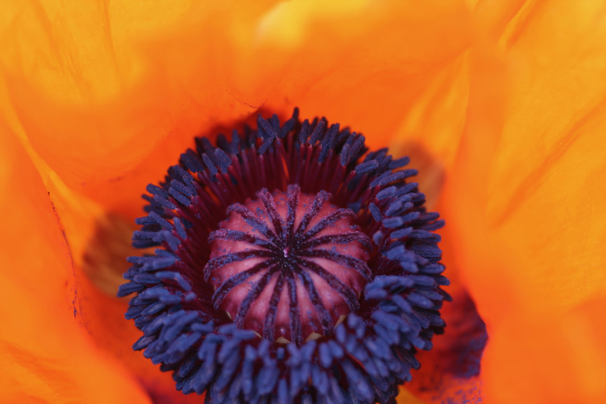 close-up interior of an orange poppy flower