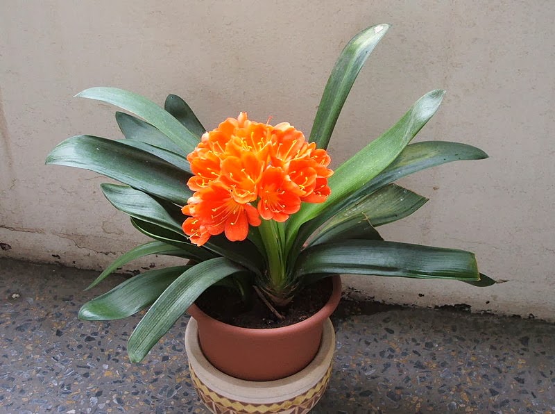 “Clivia”