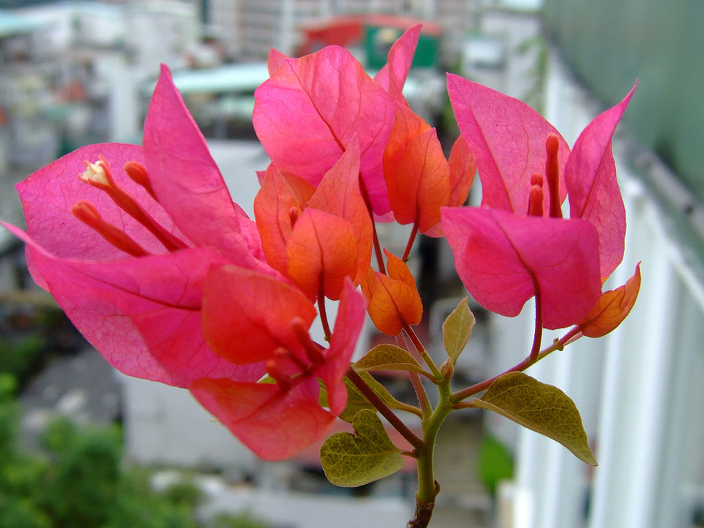 Bougainvillea