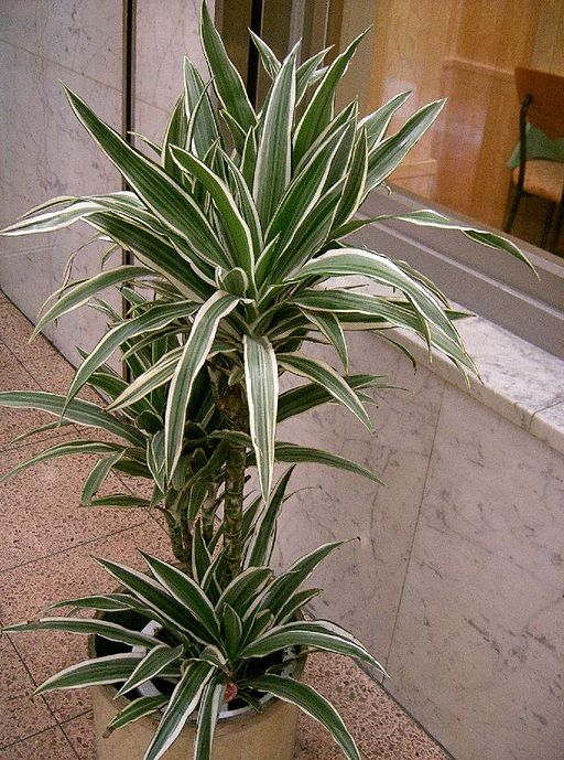 “Dracena”