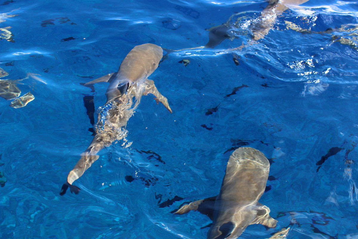 Nadando con tiburones - Costa Oeste + Polinesia Francesa II (5)