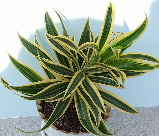 “Dracena”