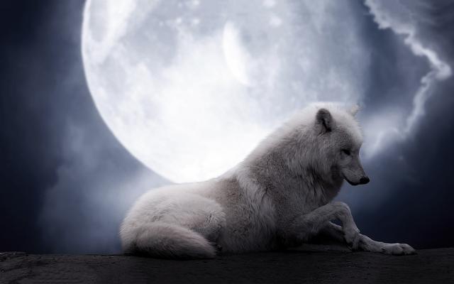white-wolf-full-moon_zps1wydbdne.jpg
