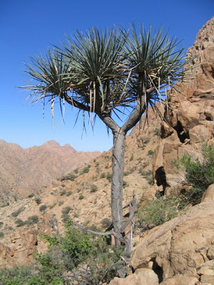 “Dracena”