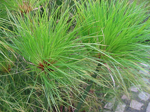 “Cyperus”