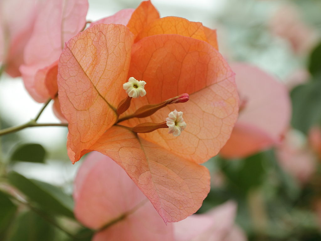 Bougainvillea
