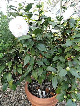 Abutilon