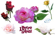 lovely_roses_png_by_lifeblue-d79hgbf