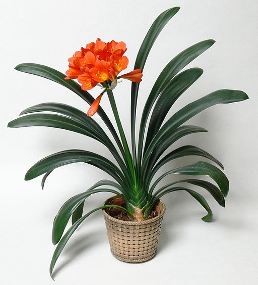 “Clivia”