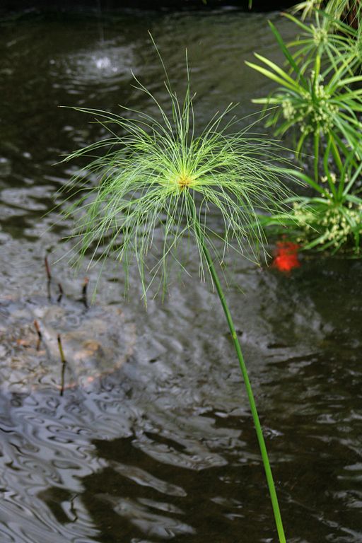 “Cyperus”