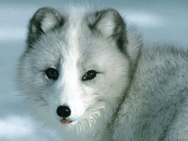 White-_Wolf-_Latest-_Wallpapers-2012-4_z