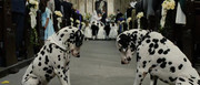 101.Dalmatians.2.jpg