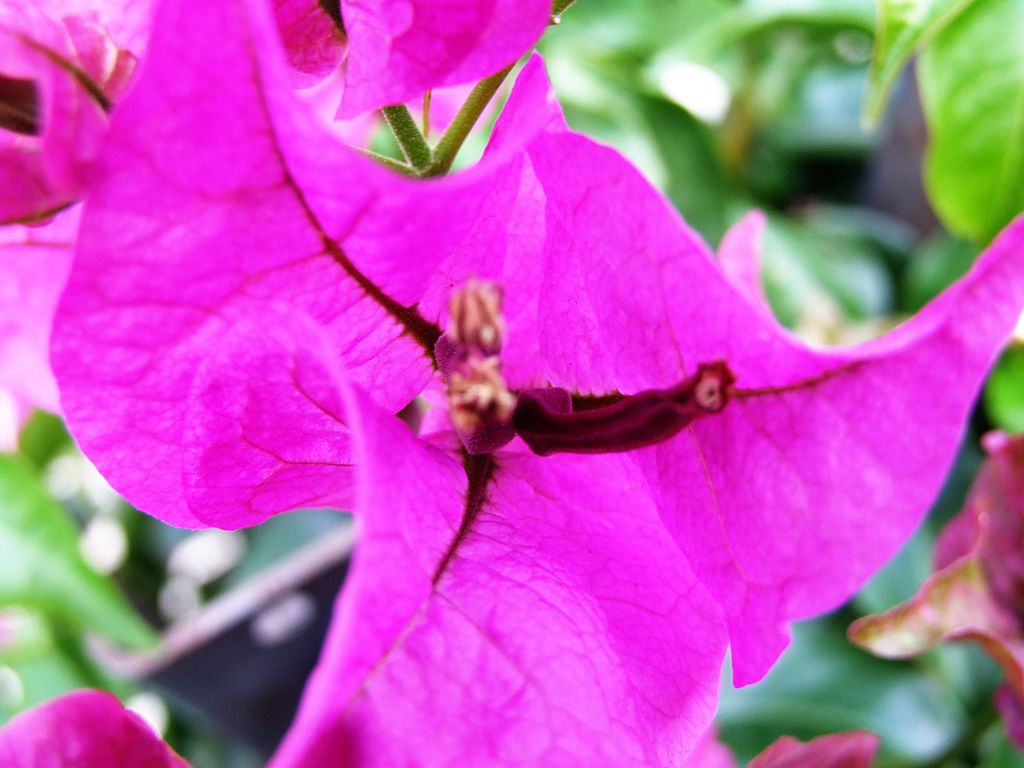 Bougainvillea