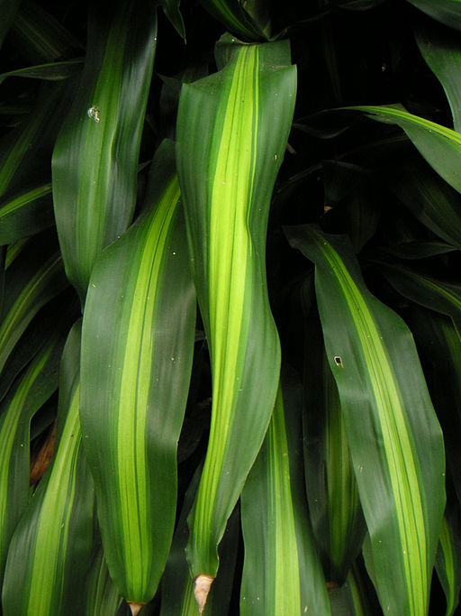 “Dracena”