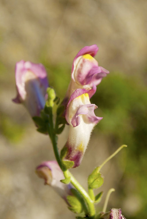 Gura Leului antirrhinum majus
