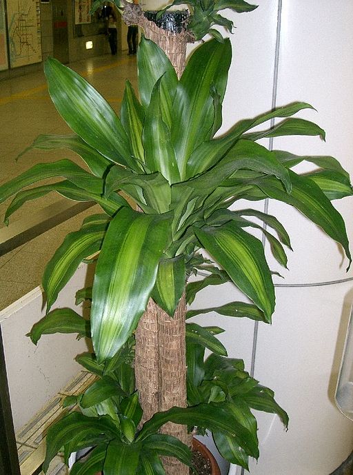 “Dracena”