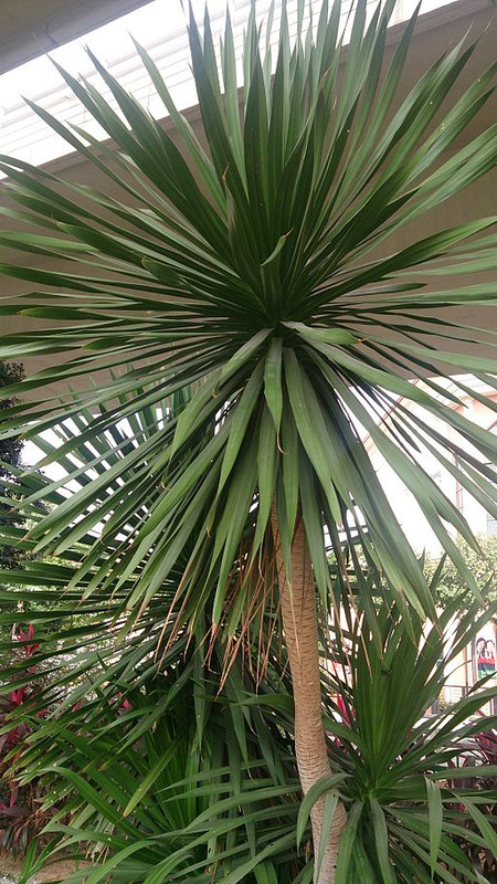 “Dracena”
